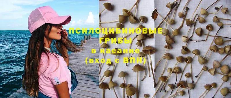 Галлюциногенные грибы Psilocybe  Сковородино 